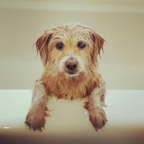 Lil Daisy post bath