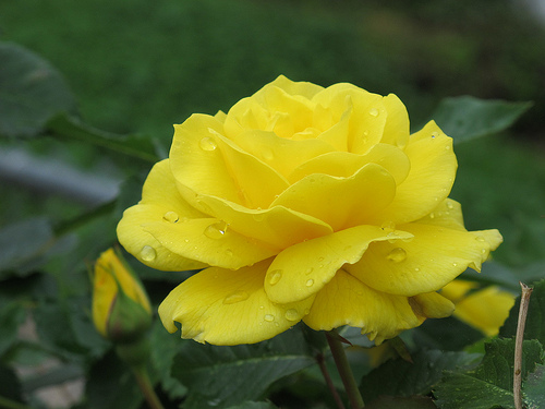 rose_yellow