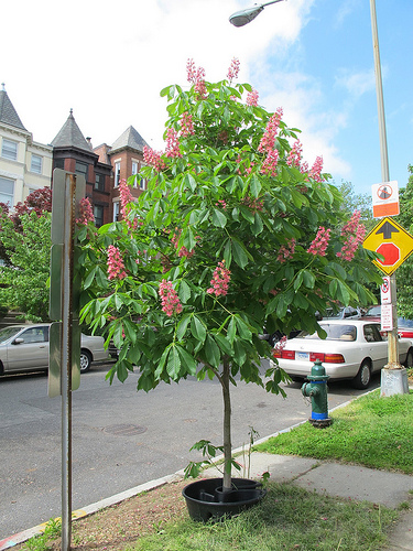 tree_popville_curb_columbia_heights