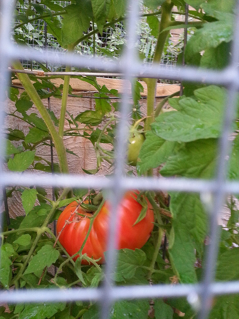 beautiful_tomato