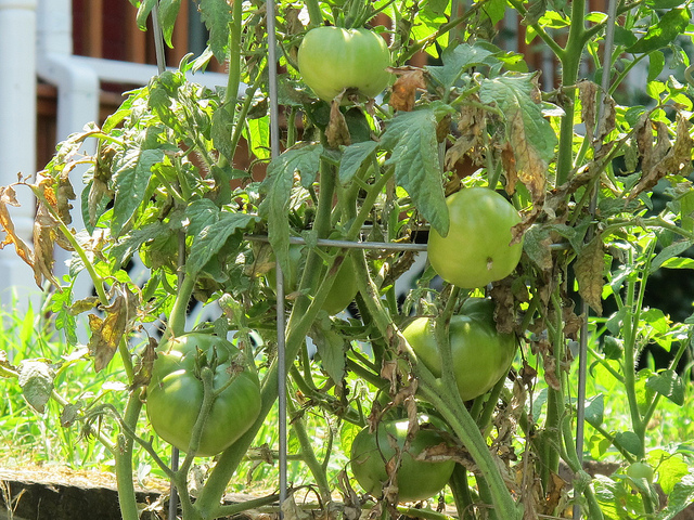 garden_tomatoes