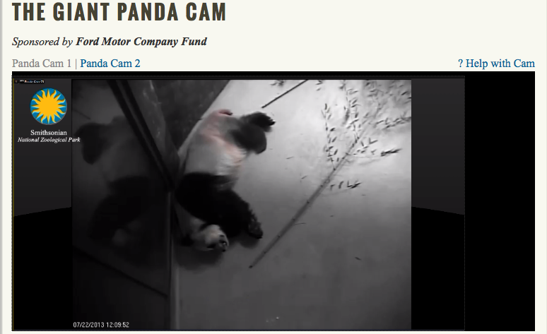 panda_pregnancy