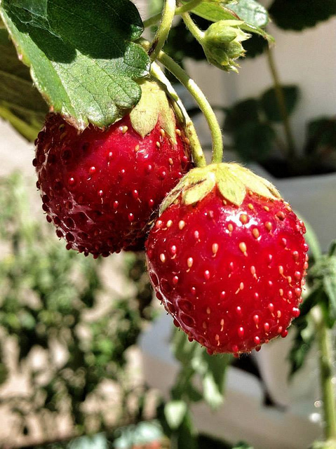 garden_haul_strawberries