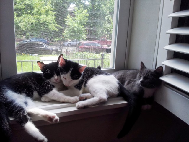 kittens in windowsill2