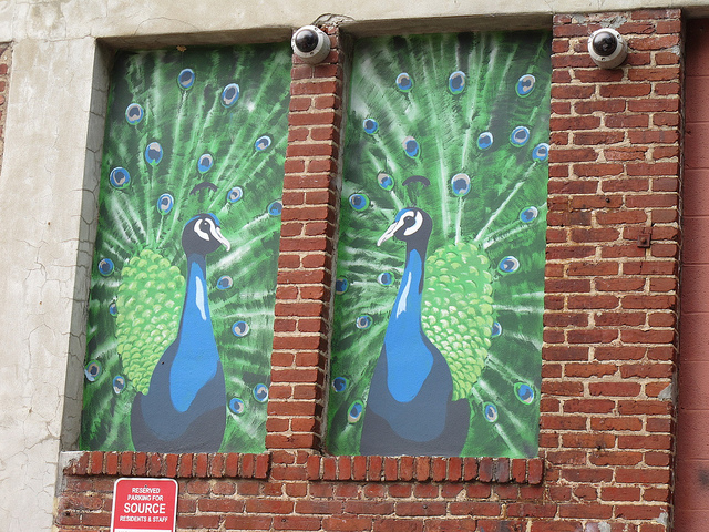 peacock_mural