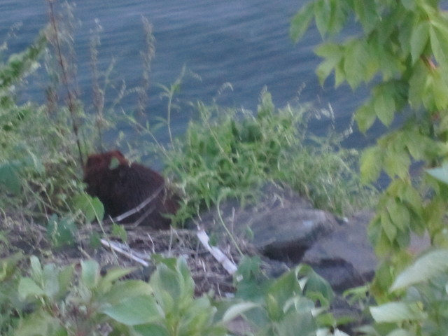 Beaver on bank
