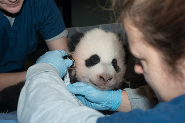 Baby Panda 11/22/2013