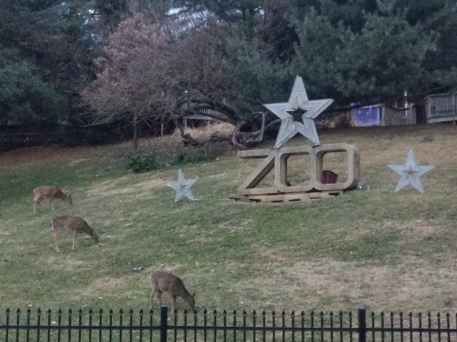 Zoo Deer 1