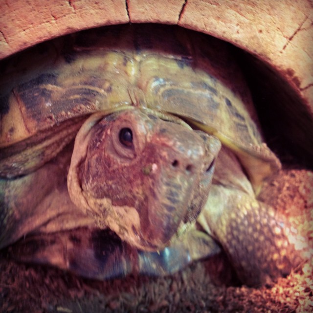tortoise_animal_fix