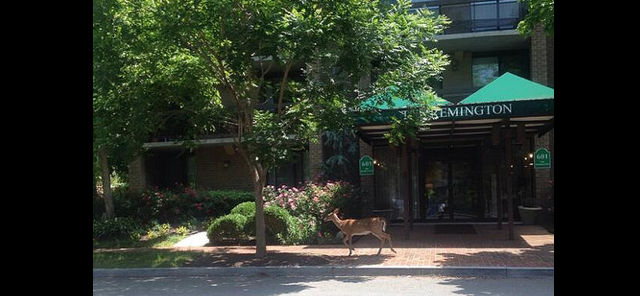 deer_downtown