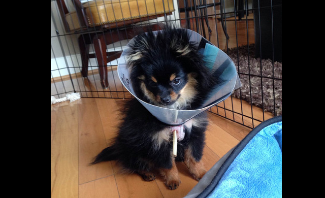 injured_pup