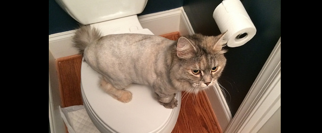 bathroom_cat