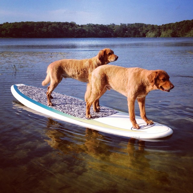 CapeCod-SUP Pups-2014