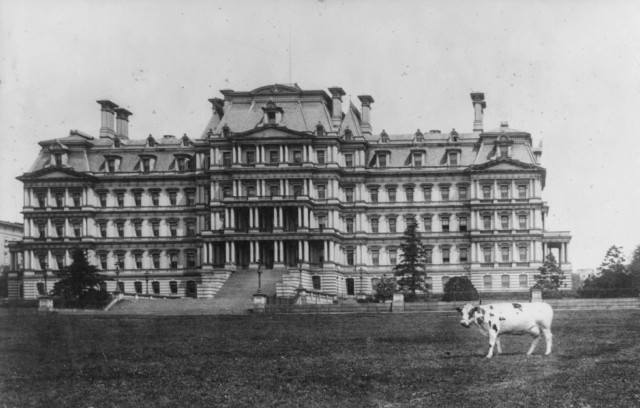 Taft's cow Pauline Wayne in front of State, War & Navy Building c 1909 3a13795u