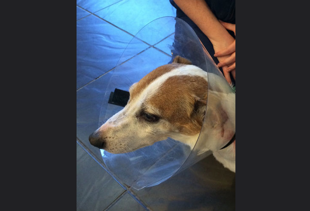injured_dog