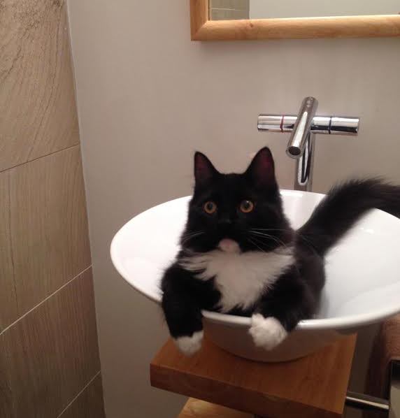 Lincoln Sink Kitty
