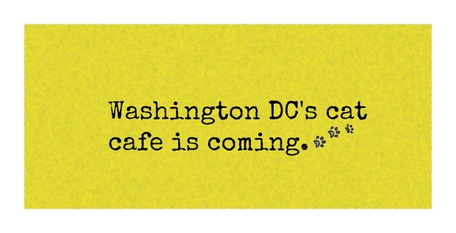 PoPville  Crumbs and Whiskers  Cat  Cafe  Website Launches 
