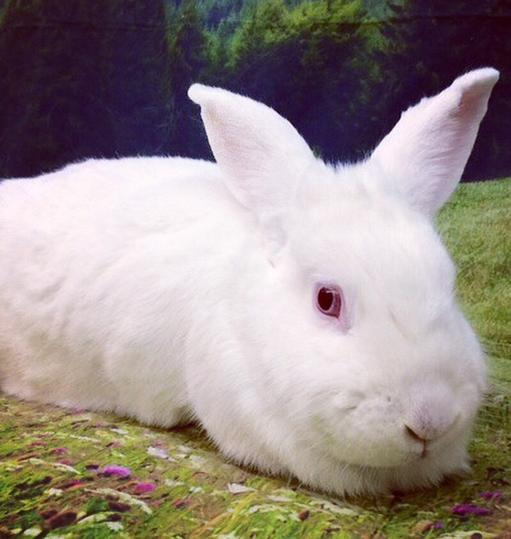 adopt_bunny