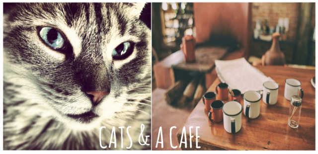cat_cafe