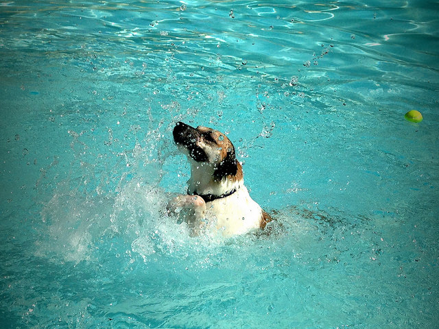 dog swim