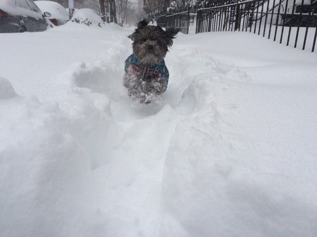 Sadie.Snow.1.23.16