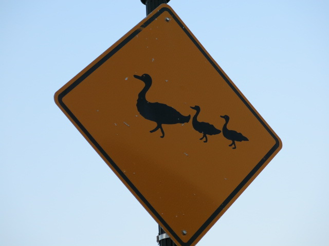 ducks crossing