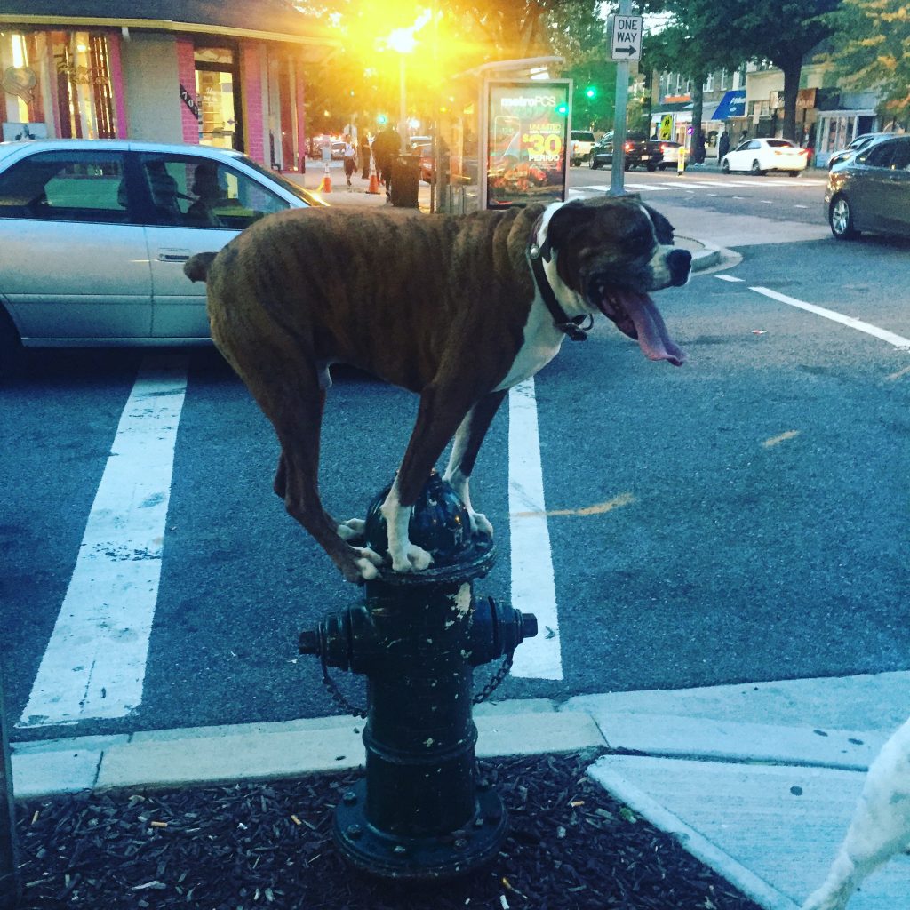 dog hydrant