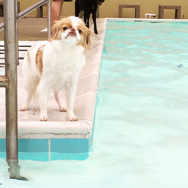 doggie day swim