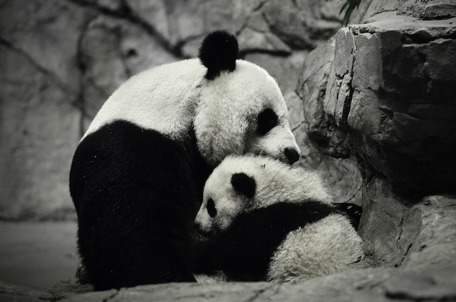 panda-hug