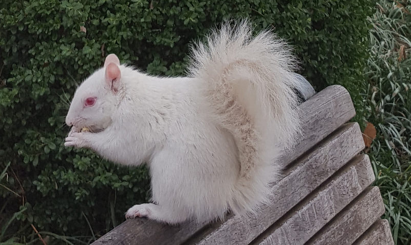 white-squirrel