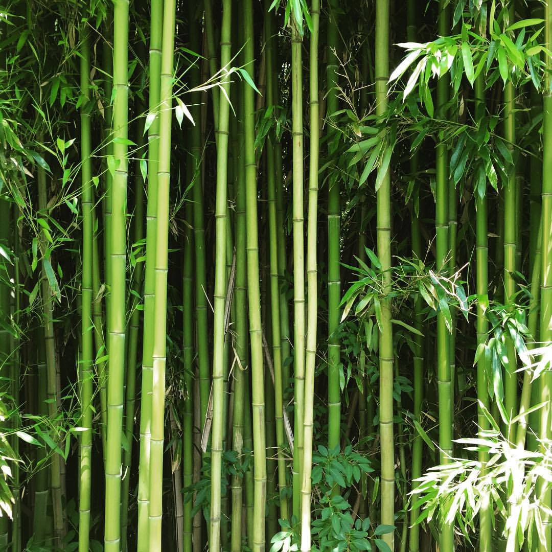Popville Battling Bamboo Take A Cue From A Good Neighbor Tori Garten