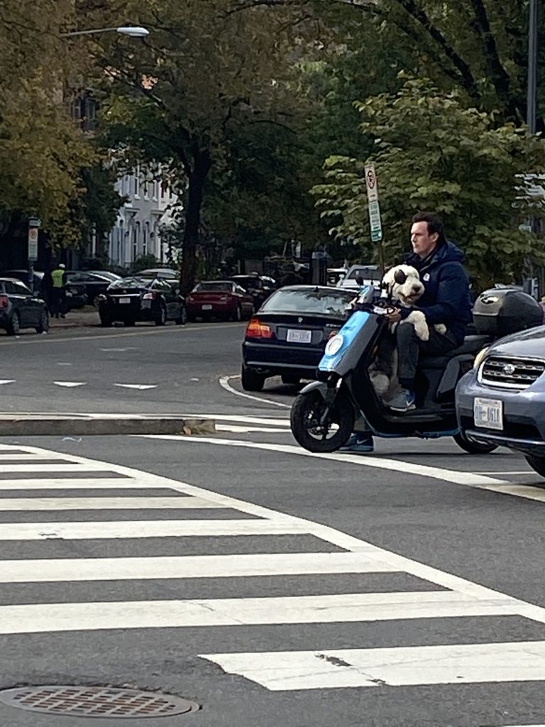 corg