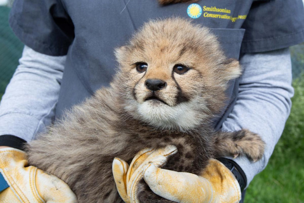 Last Chance To Name The Cheetah Cubs PoPville