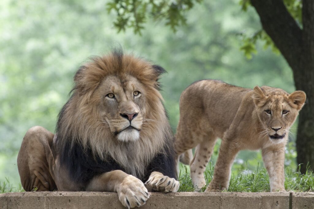 Африканский Лев. Костромской зоопарк Африканский Лев. Лев лето. Африканский Лев на отдыхе.