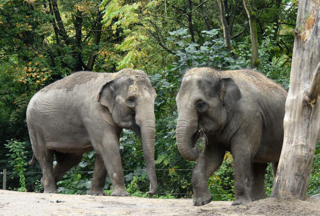 Smithsonian's National Zoo “welcomed Asian elephant mother Trong Nhi (19)  and daughter Nhi Linh (9) into our Zoo family!” - PoPville